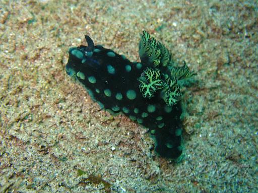 Nembrotha cristata (4).jpg